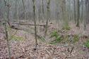 #2: Looking up the creekbed