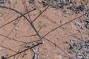 #4: Ground cover at the confluence.  These were actually quite nasty thorns.