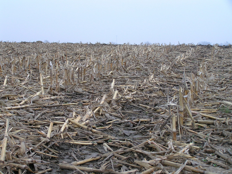Corn stalks dominate the landscape in this view to the east-northeast from the confluence.