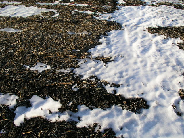Groundcover:  old snow on a dormant cornfield.