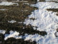 #6: Groundcover:  old snow on a dormant cornfield.