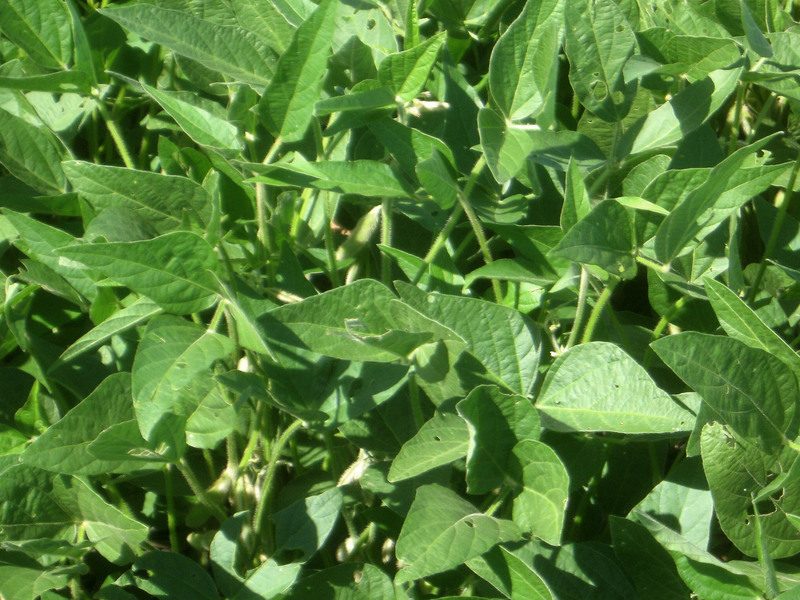 Closeup of the ground cover...soybeans.