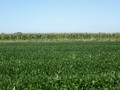 #2: Soybeans to the north with corn beyond.