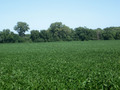 #3: Soybeans to the east.