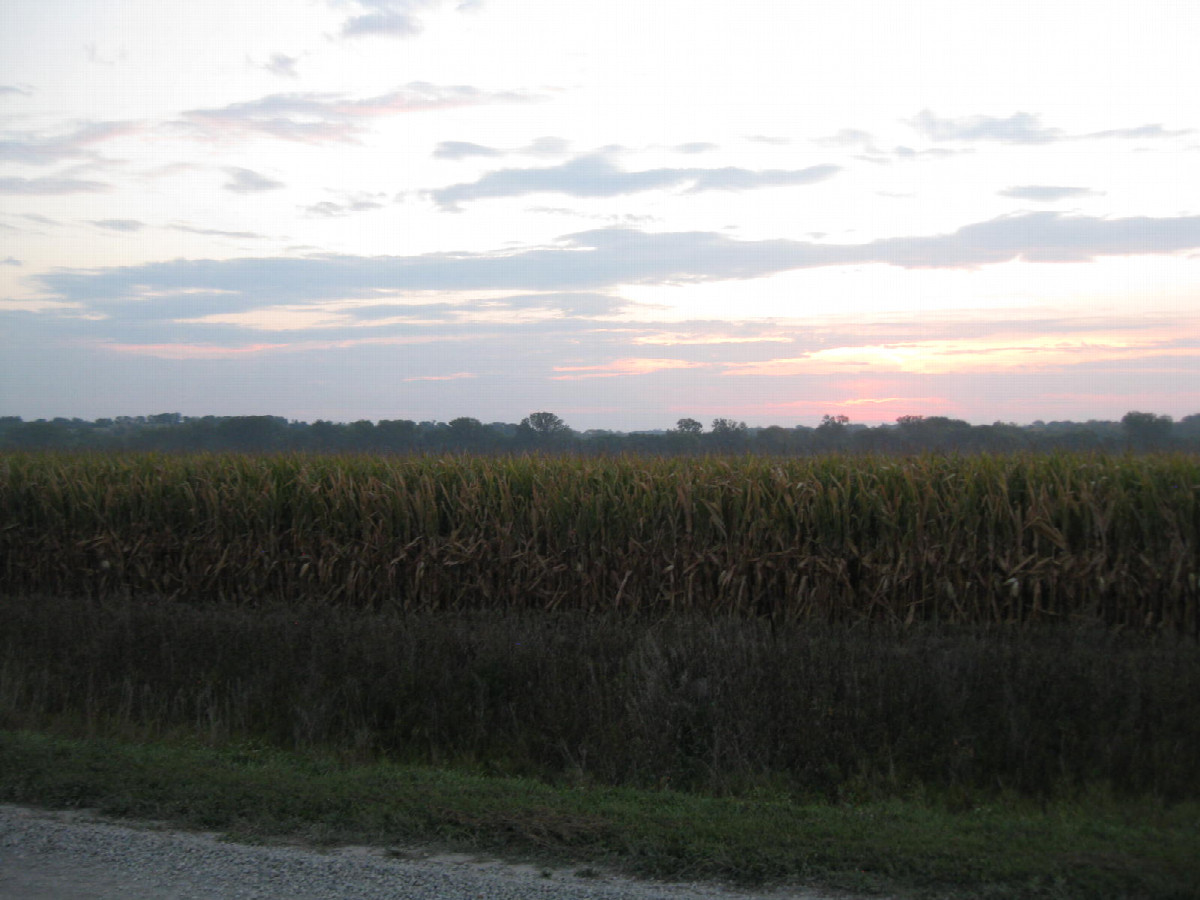 View ENE toward the confluence in this cornfield under the rising sun