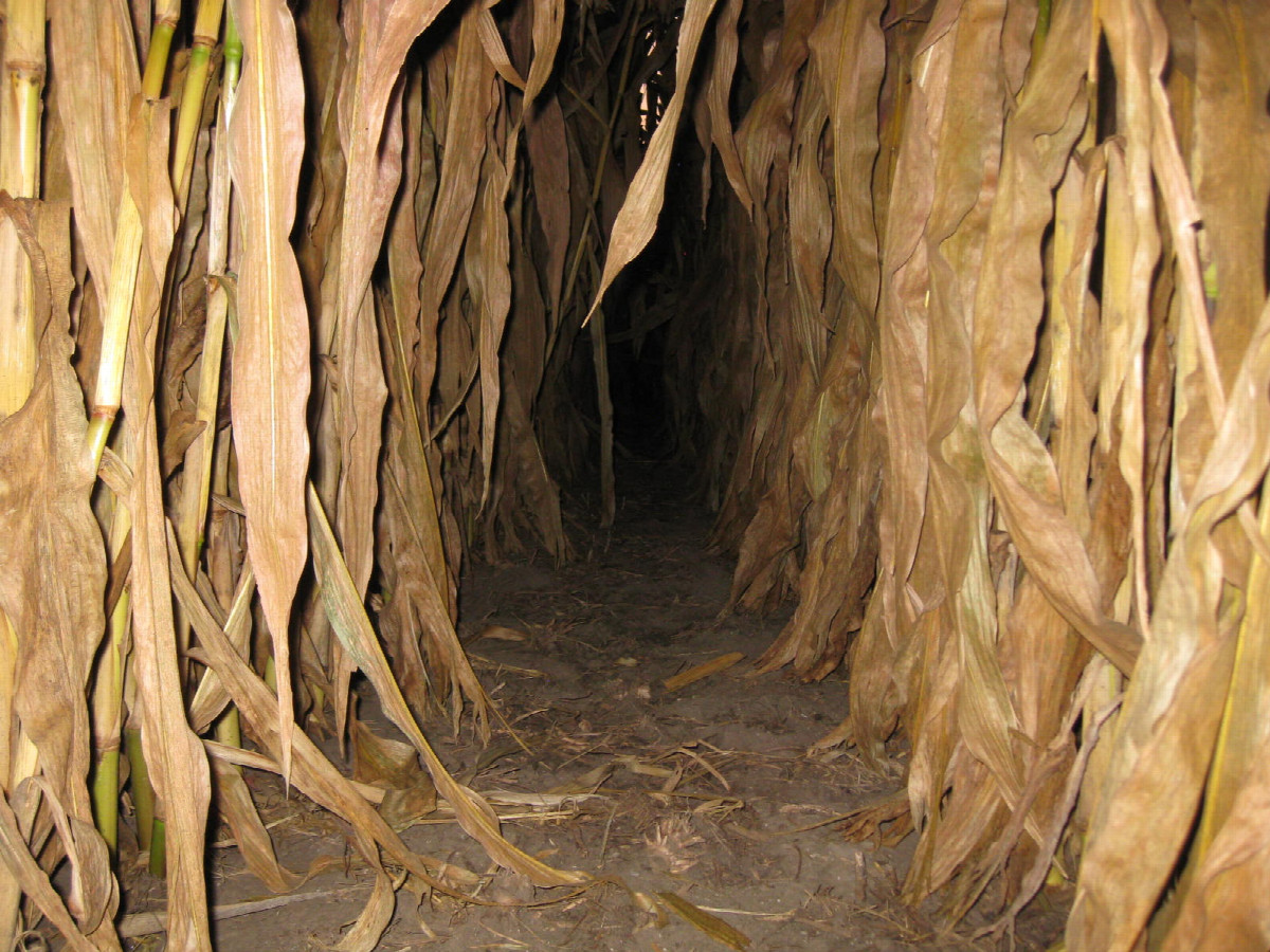 View to the east at ground level, with flash