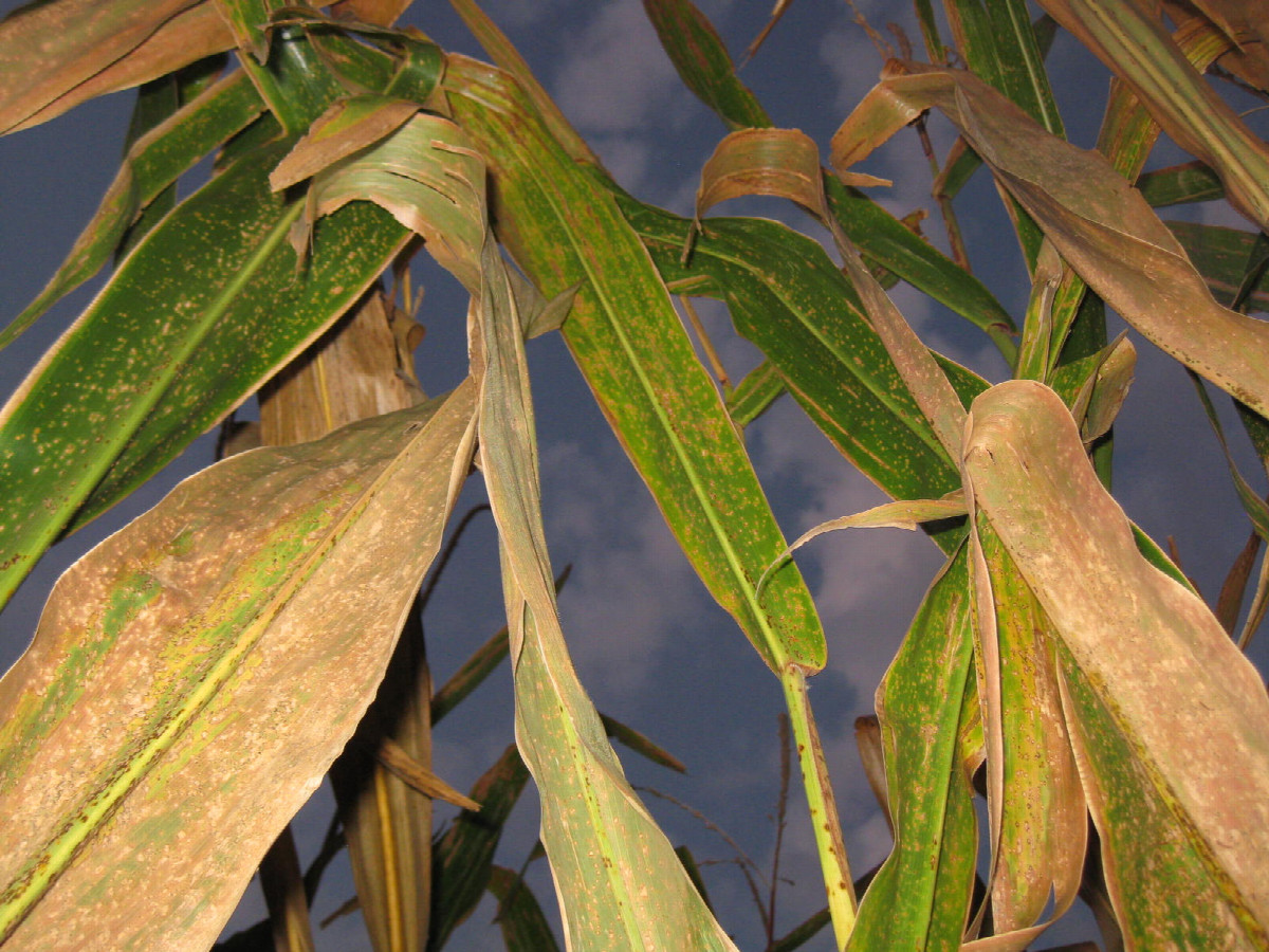 View to the south and up, with flash