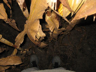 #6: Ground cover, with flash