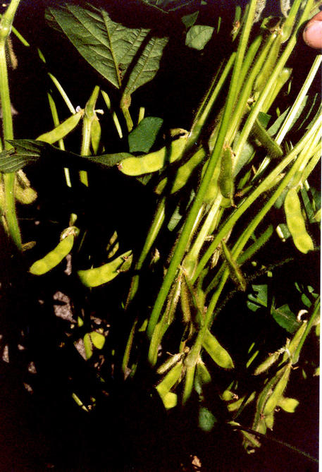 A closeup of pods of beans growing on the plant.
