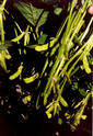 #4: A closeup of pods of beans growing on the plant.