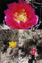 #2: Beautiful Cactus Blooms