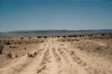 #3: Looking East, with Cattle at Water Trough