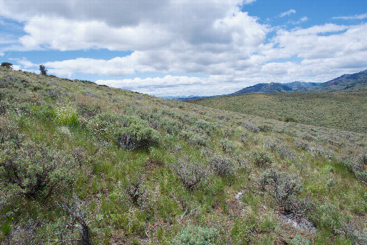 #1: The confluence point lies on a sagebrush-covered, West-facing slope. (This is also a view to the South)