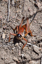 #12: One of the many Mormon crickets swarming in the area of the confluence point