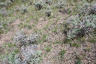 #5: Ground cover at the confluence point