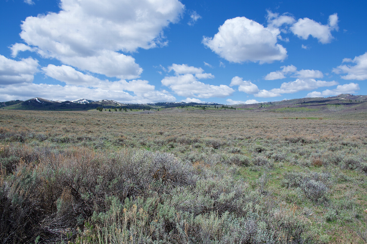 The confluence point lies on an old road cut, in a sagebrush-filled meadow.  (This is also a view to the West.)