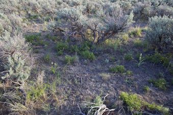 #1: The confluence point lies within a patch of sagebrush desert