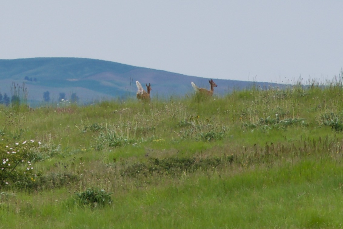 This pair of white-tailed deer ran away as I walked through long grass