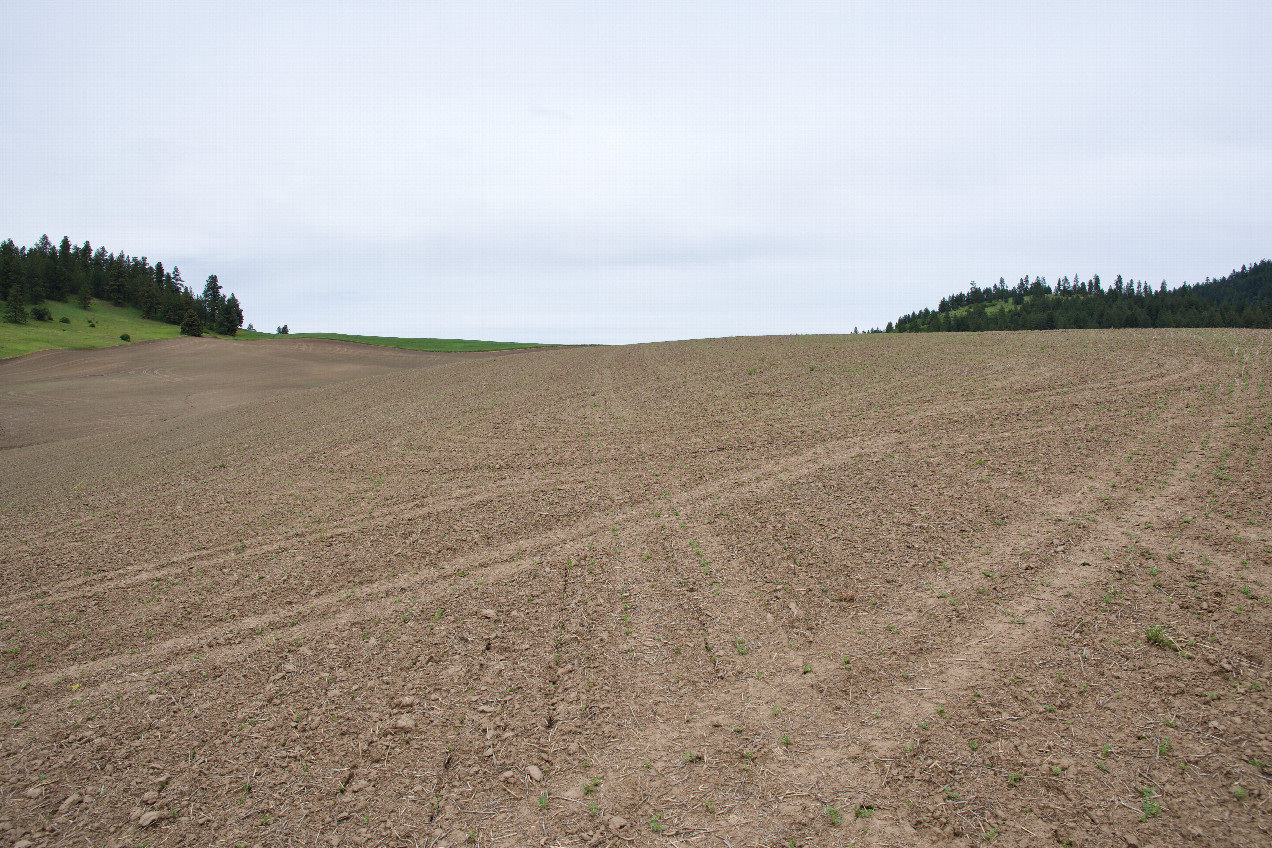 The confluence point lies in a wheat field - currently bare (This is also a view to the North)