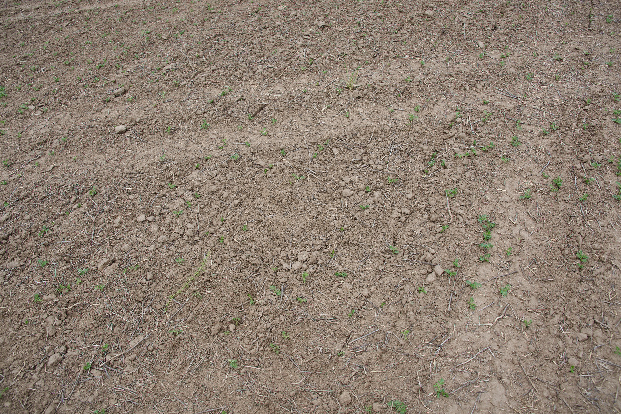 Ground cover at the confluence point