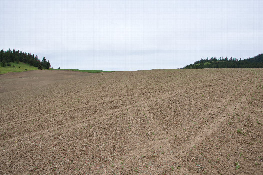 #1: The confluence point lies in a wheat field - currently bare (This is also a view to the North)