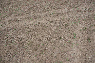 #5: Ground cover at the confluence point