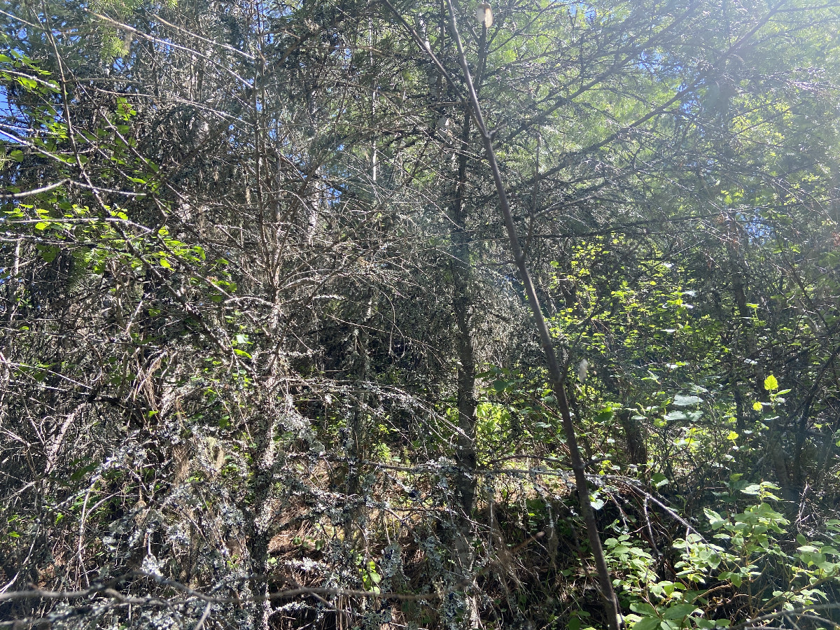 View to the south from the confluence point. 