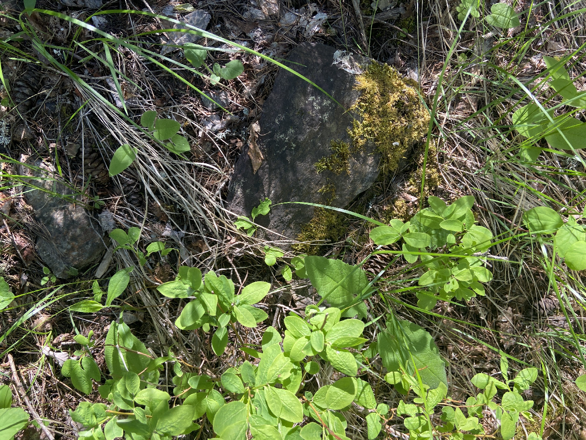 Ground cover at the confluence point. 