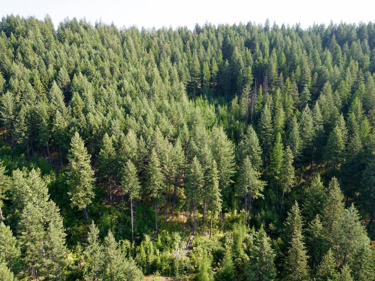 View South, from 120m above the point