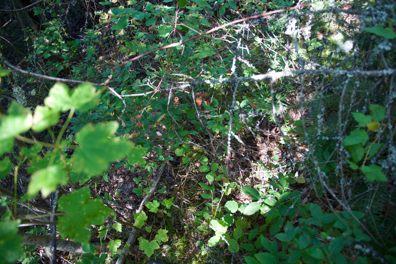 Ground cover at the confluence point