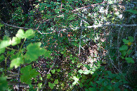 #5: Ground cover at the confluence point