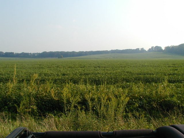 Good pic looking south into the bean field