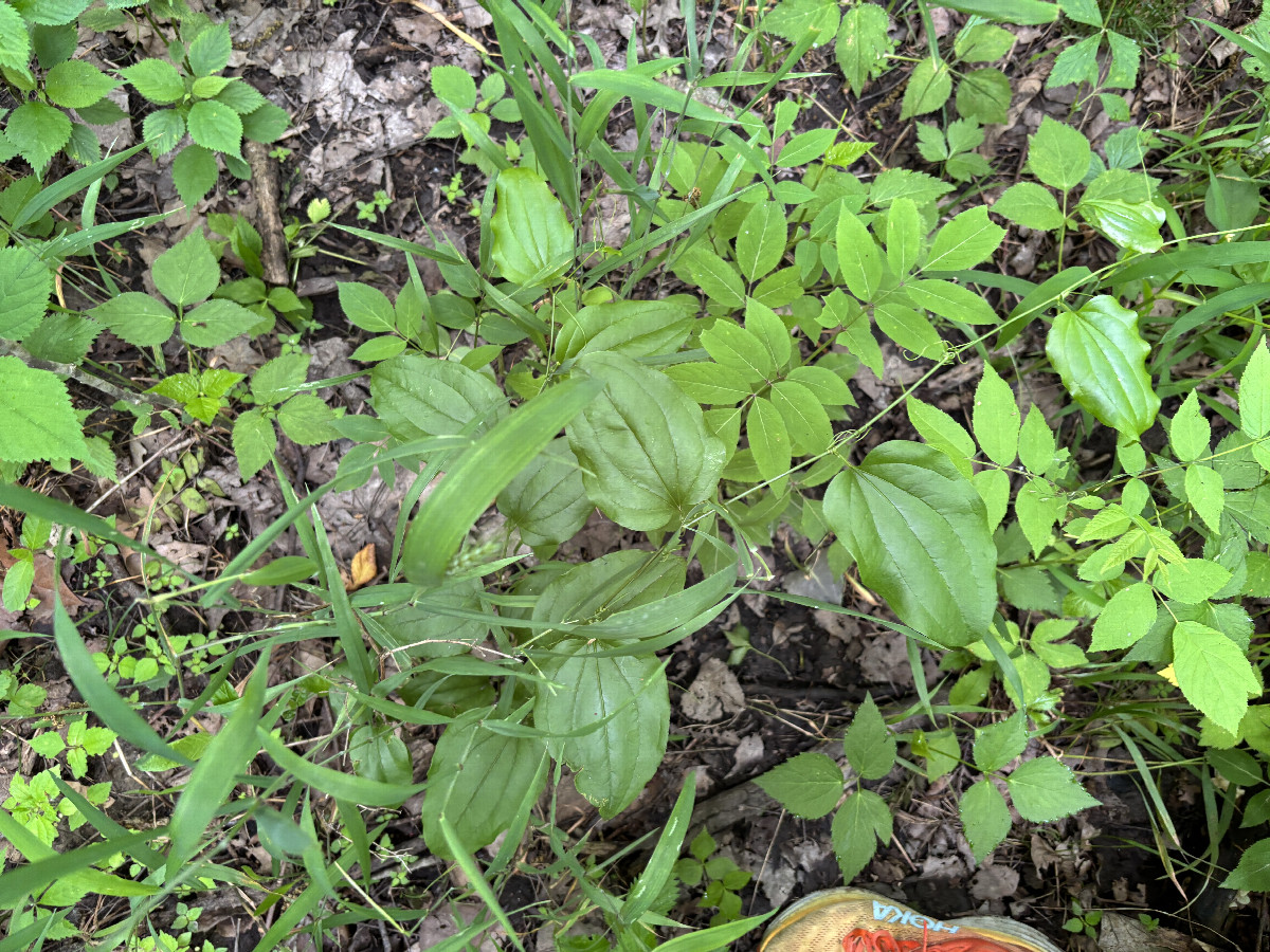 Ground cover at the confluence point.