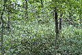 39°N 89°W preview image