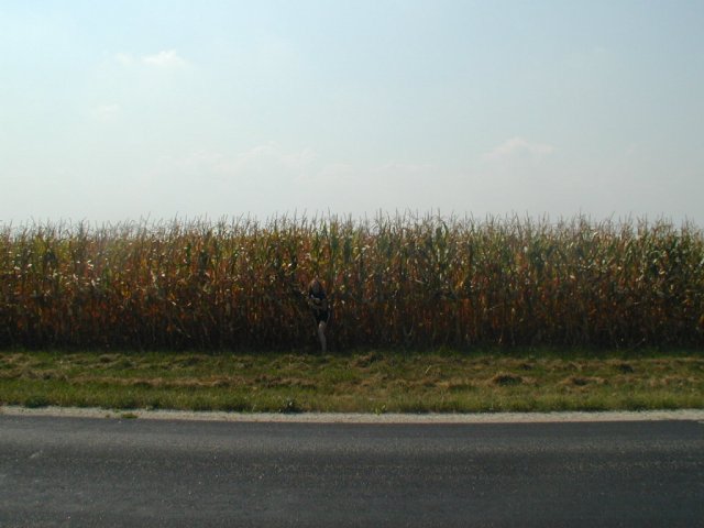 Looking south at the corn field (Donna exiting)