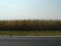 #5: Looking south at the corn field (Donna exiting)