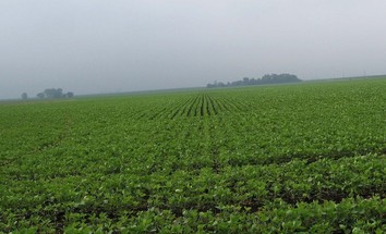 #1: Lots of soy bean plants to the south.