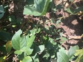 #4: Ground cover at the confluence point:  Soybeans and corn. 