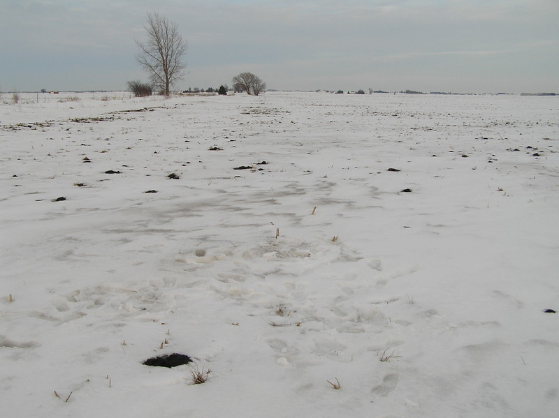 Site of 42 North 89 West in the foreground, with my footprints, looking east-northeast.