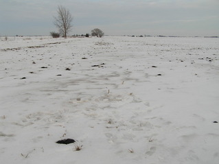 #1: Site of 42 North 89 West in the foreground, with my footprints, looking east-northeast.