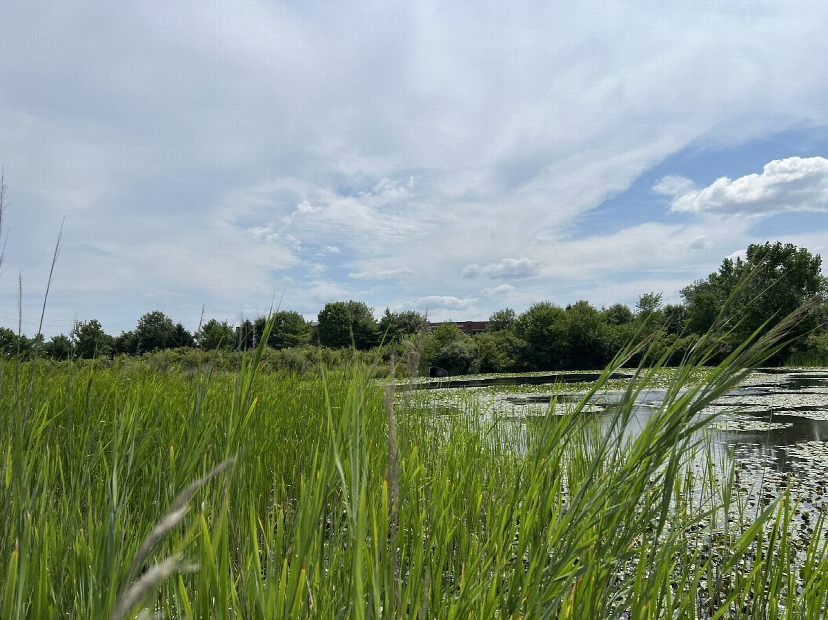 Overview of the confluence facing the retention pond toward the east
