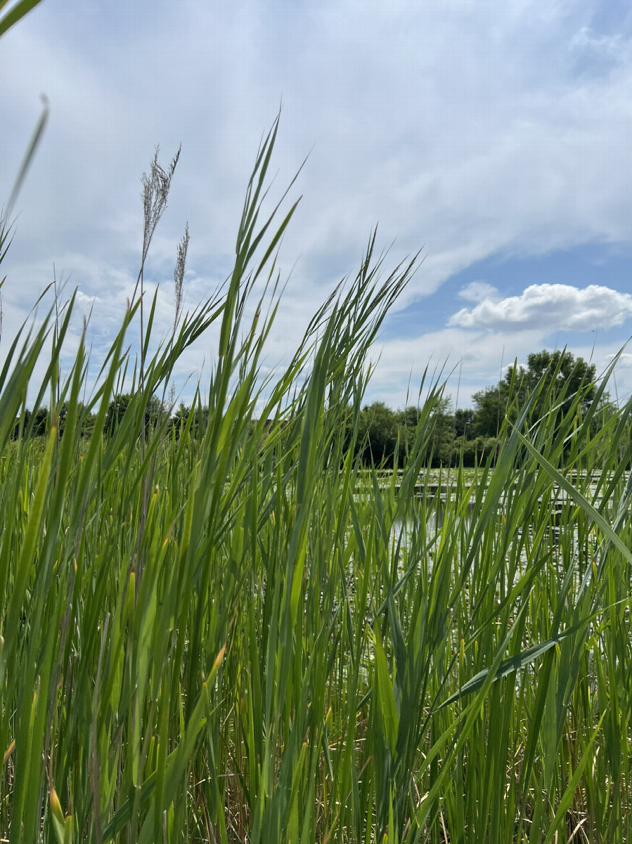 Facing east toward the retention pond