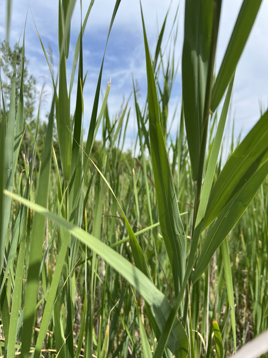 Facing north, surrounded by reeds