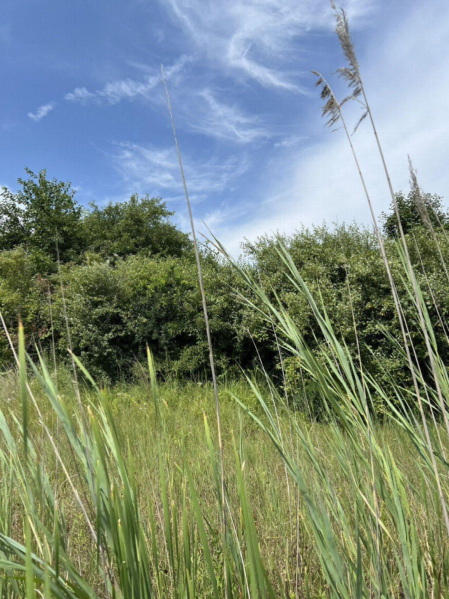 Facing west, toward the row of trees