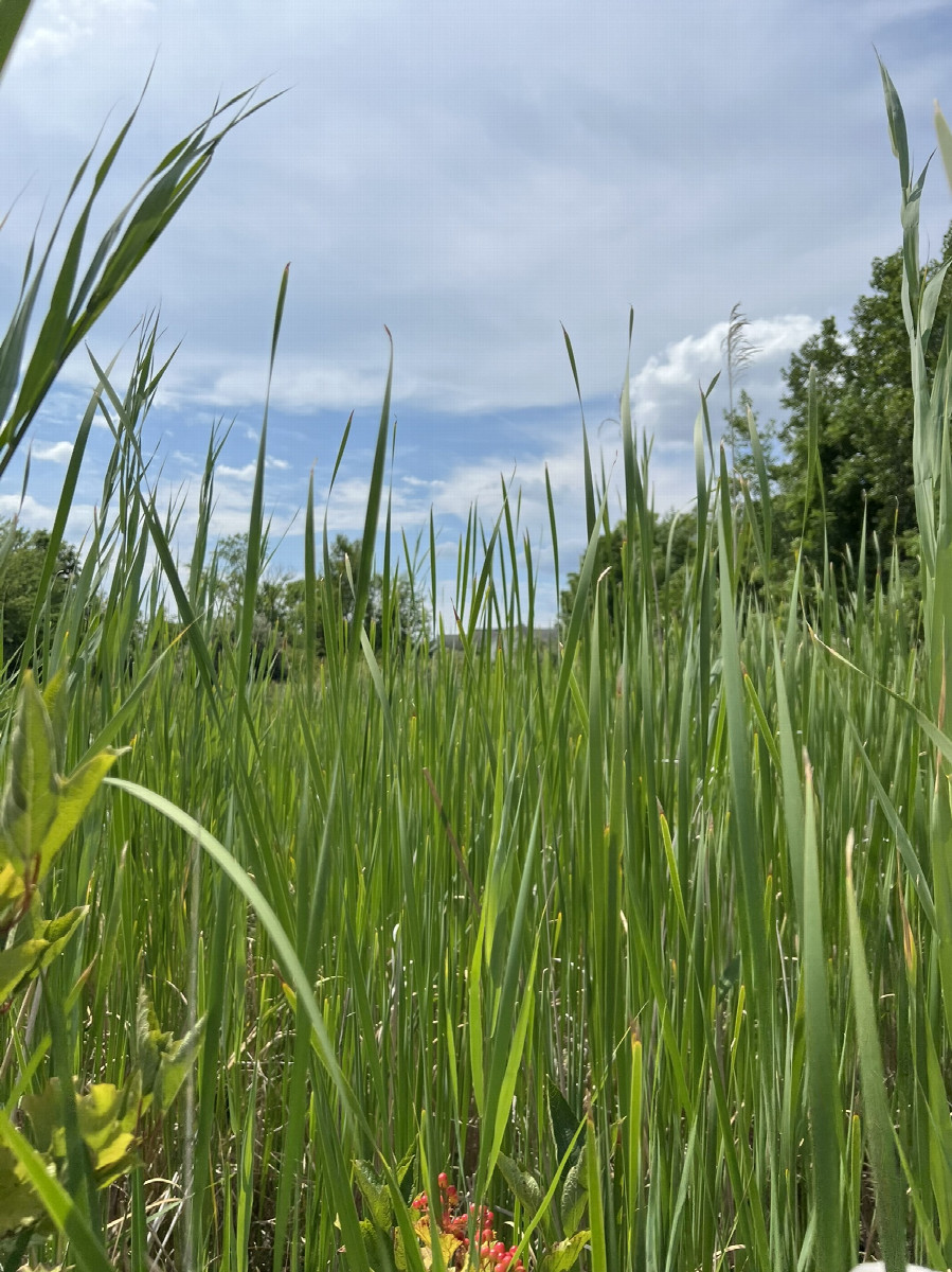 Facing south, toward the apartment complex
