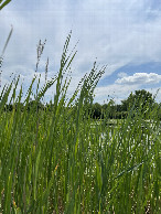 #2: Facing east toward the retention pond