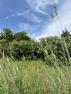 #4: Facing west, toward the row of trees