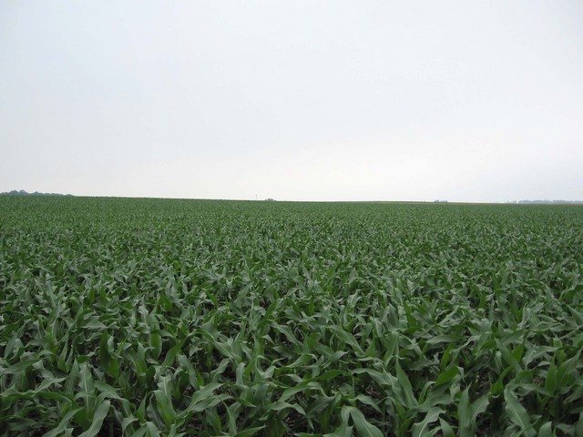 Still more corn to the west.