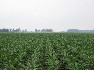 #1: Lots of corn to the north