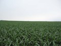 #3: Still more corn to the west.